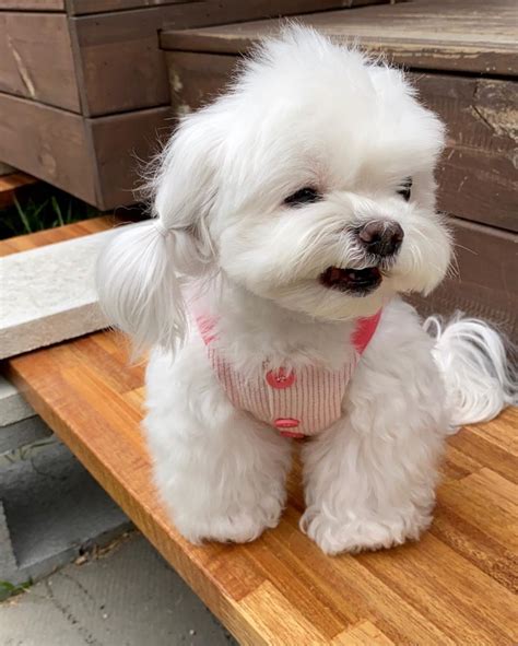 The Bichon Frise <strong>for sale Chicago</strong> has appeared in cinema, and on TV, but way before that, it made its appearance famously in many of the world’s most famous artist’s paintings. . Puppies for sale chicago